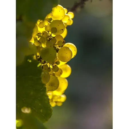 Appartement Mosel Time New 2022 Merl