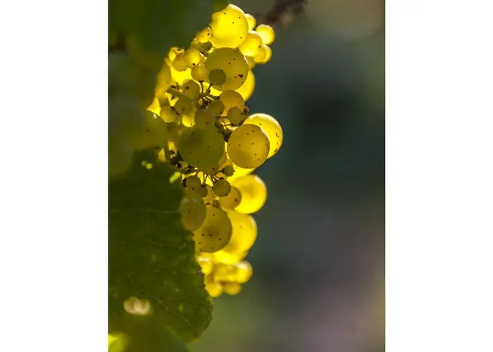 Appartamento Mosel Time New 2022 Merl