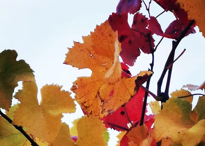 Appartamento Mosel Time New 2022